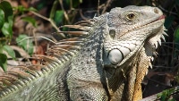 iguana scenesters