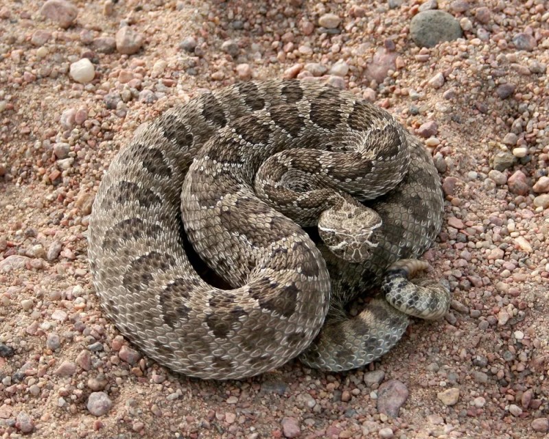 Do Rattlesnakes Migrate? Denver Center for the Performing Arts