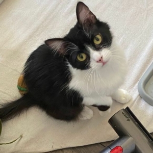 A black and white cat sits looking up at the camera