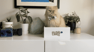 Floyd the cat sits in a box on a countertop