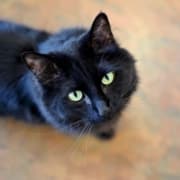 A black cat looks up at the camera