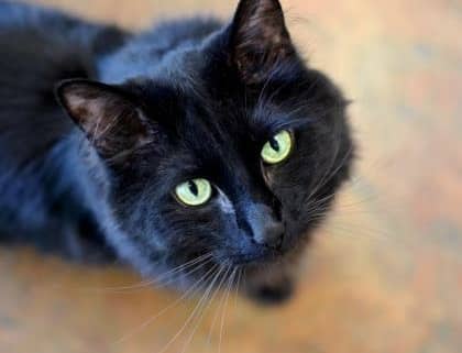 A black cat looks up at the camera