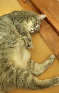 A large cat is splayed out on the floor to nap