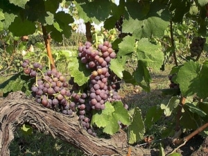 A clump of red wine grapes hang from a branch