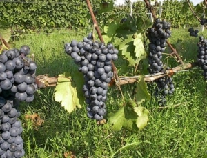 Fat clumps of red wine grapes hang surrounded by greenery