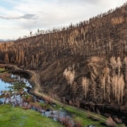 A burnt forest edges with a green patch of grass