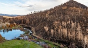 A burnt forest edges with a green patch of grass