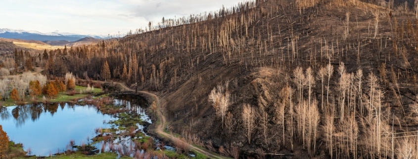 A burnt forest edges with a green patch of grass