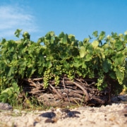 An Assyrtiko grape vine with a vivid blue sky