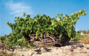 An Assyrtiko grape vine with a vivid blue sky