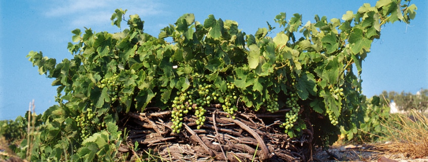 An Assyrtiko grape vine with a vivid blue sky