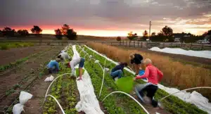 Farmers harvest crops from neat rows