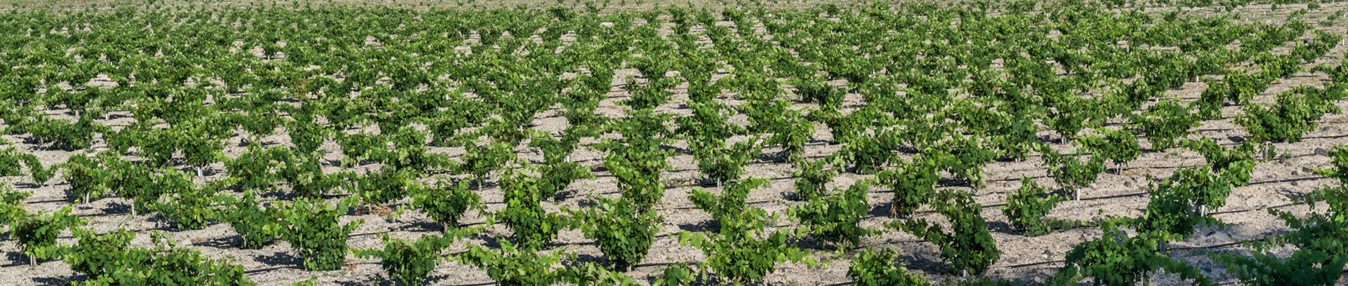 A sprawling vineyard in Santorini