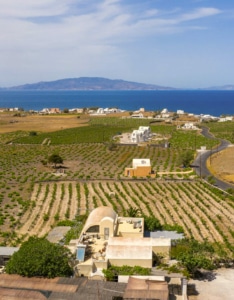 A large building sits surrounded by a vineyard with the sea in the distance