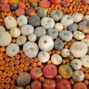 A variety of pumpkins in different sizes and colors