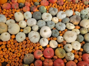 A variety of pumpkins in different sizes and colors