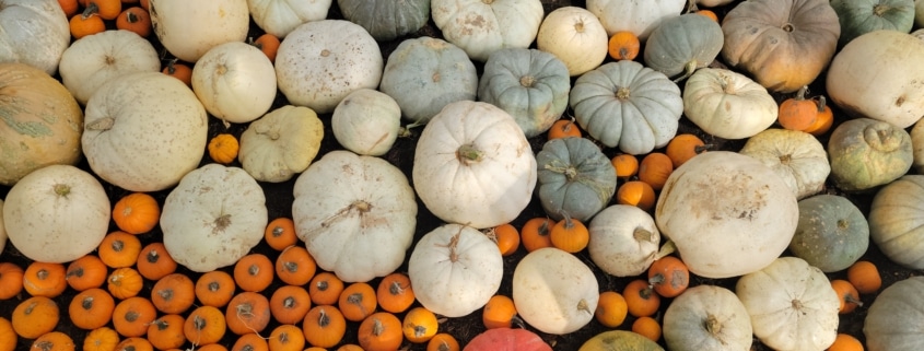 A variety of pumpkins in different sizes and colors