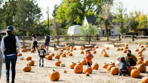 People mill about a large pumpkin patch