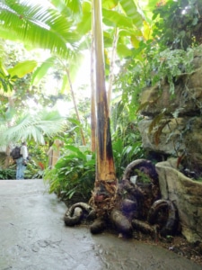 A tall plant rises out of the frame in a tropical conservatory