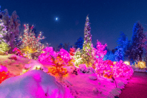 Colorful lights cover the flowers and trees at the Denver Botanic Gardens