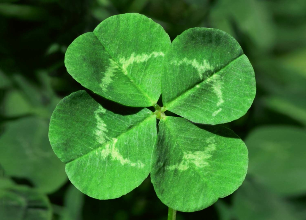 8 Well Known Superstitions And Their Meanings Denver Center For The free-four-leaf-clover-template-three-options-bonus-irish-wall-art