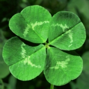 A close up of a bright green four leaf clover