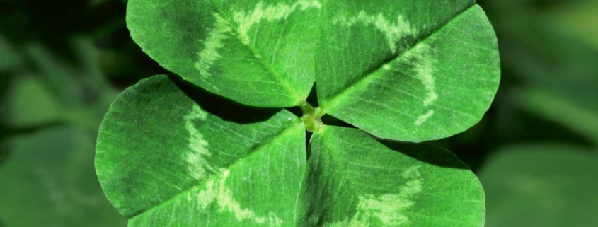 A close up of a bright green four leaf clover