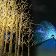 A brightly lit walkway is seen through the trees at Blossoms of Light