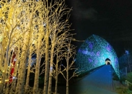 A brightly lit walkway is seen through the trees at Blossoms of Light