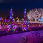 Trees and plants are lit up in the darkness with colorful lights