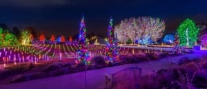 Trees and plants are lit up in the darkness with colorful lights