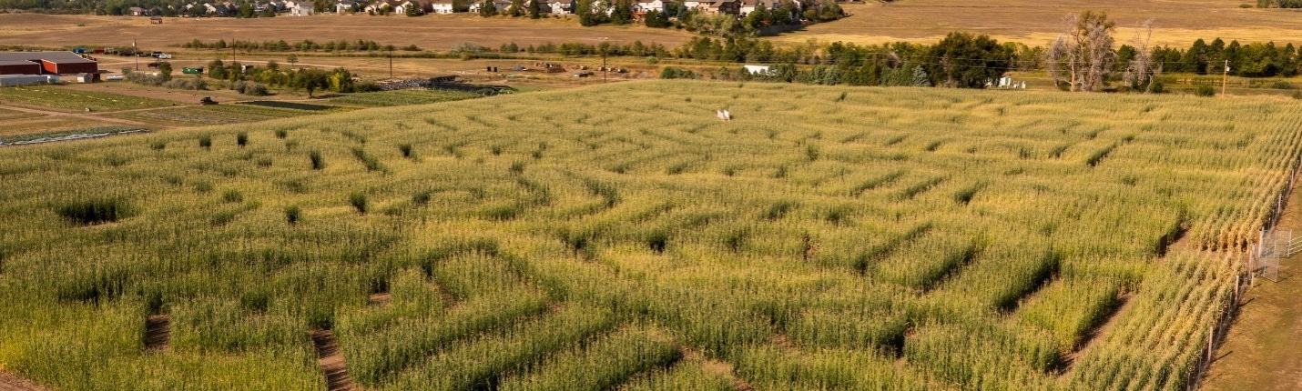 A large field of corn with a design carved in for a maze