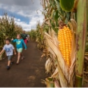 Two children walking through a corn maze with a large ear of yellow corn in the foreground