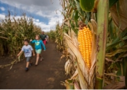 Two children walking through a corn maze with a large ear of yellow corn in the foreground