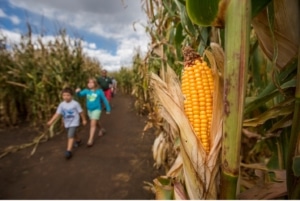 Two children walking through a corn maze with a large ear of yellow corn in the foreground