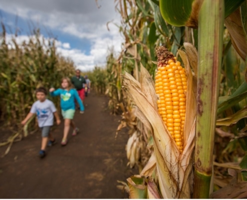 Two children walking through a corn maze with a large ear of yellow corn in the foreground