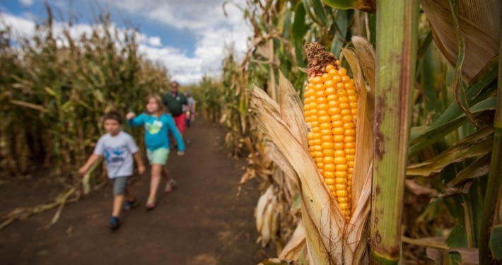 Two children walking through a corn maze with a large ear of yellow corn in the foreground