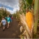 Two children walking through a corn maze with a large ear of yellow corn in the foreground