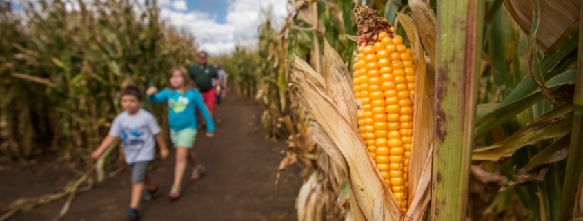 Two children walking through a corn maze with a large ear of yellow corn in the foreground