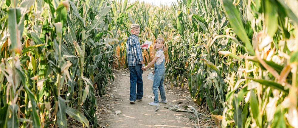 Two children walking through a corn maze, holding hands and looking back at the camera. Tall green corn stalks line the path on both sides under bright sunlight."