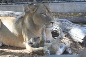 Adult African lion standing on a rocky surface surrounded by greenery."