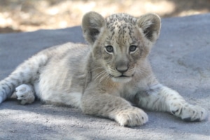 Adult African lion standing on a rocky surface surrounded by greenery."