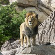 Adult African lion standing on a rocky surface surrounded by greenery."