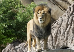 Adult African lion standing on a rocky surface surrounded by greenery."