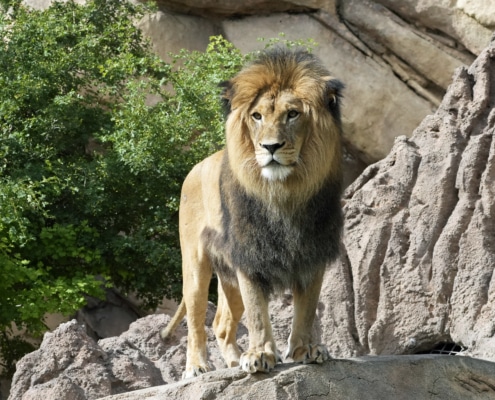 Adult African lion standing on a rocky surface surrounded by greenery."