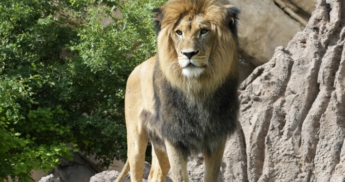 Adult African lion standing on a rocky surface surrounded by greenery."