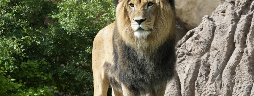 Adult African lion standing on a rocky surface surrounded by greenery."
