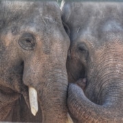 Close-up of two Asian elephants touching faces, showing their tusks and textured skin.”