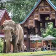 An Asian elephant standing on grass in front of a large wooden pavilion-style structure at a zoo, with visitors seated in the background.