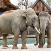 Two Asian elephants standing close together on a concrete platform beside a pool, with wooden zoo structures in the background.